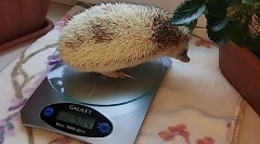 Како да се одреди возраста на хежу